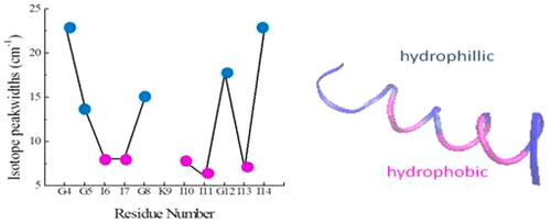 Probing Site-Specific Structural Information of Peptides at Model Membrane Interfaces in Situ