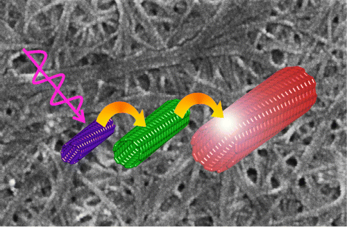 Photoexcitation Dynamics of Coupled Semiconducting Carbon Nanotube Thin Films